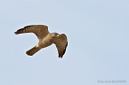 Levant Sparrowhawk_KBJ5334